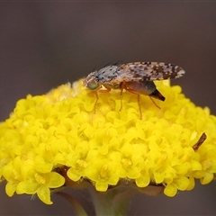Austrotephritis poenia at Throsby, ACT - 12 Oct 2025 12:28 PM