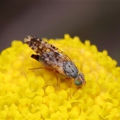 Austrotephritis poenia at Throsby, ACT - 12 Oct 2025 12:28 PM