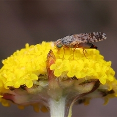 Austrotephritis poenia at Throsby, ACT - 12 Oct 2025 12:28 PM
