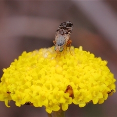 Austrotephritis poenia at Throsby, ACT - 12 Oct 2025 12:28 PM