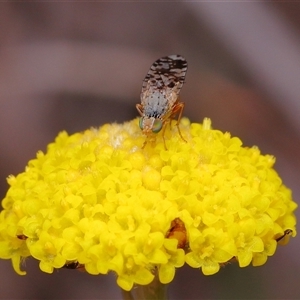 Austrotephritis poenia at Throsby, ACT - 12 Oct 2025 12:28 PM