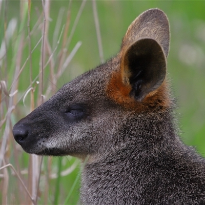 Wallabia bicolor (Swamp Wallaby) at Throsby, ACT - 12 Oct 2025 by TimL