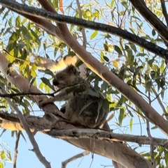Phascolarctos cinereus (Koala) at Bucketty, NSW - 15 Oct 2025 by MartinPredavec