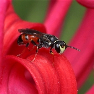 Exoneura sp. (genus) at Acton, ACT - 10 Oct 2025 by TimL