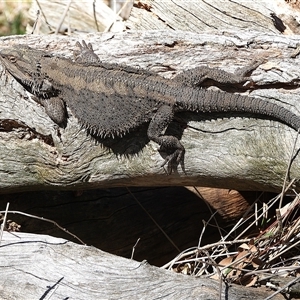 Pogona barbata at Kambah, ACT - Yesterday by LineMarie