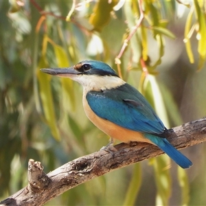 Todiramphus sanctus at Kambah, ACT - Yesterday by LineMarie