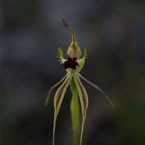 Caladenia atrovespa by LeahColebrook