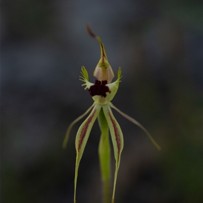Caladenia atrovespa (Green-comb Spider Orchid) at Carwoola, NSW - 12 Oct 2025 by LeahColebrook
