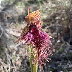 Calochilus platychilus (Purple Beard Orchid) at Bruce, ACT - 10 Oct 2025 by LeahColebrook