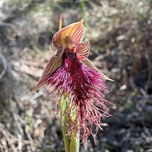 Calochilus platychilus at Bruce, ACT - 10 Oct 2025 by LeahColebrook