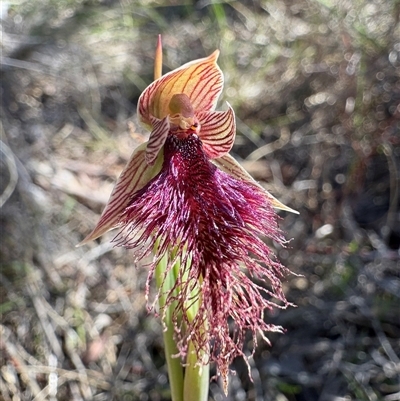 Calochilus platychilus (Purple Beard Orchid) at Bruce, ACT - 10 Oct 2025 by LeahColebrook