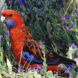 Platycercus elegans at Kambah, ACT - Yesterday by LineMarie