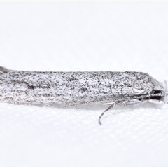 Gelechioidea (superfamily) (Unidentified Gelechioid moth) by DianneClarke