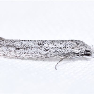 Gelechioidea (superfamily) (Unidentified Gelechioid moth) at  - suppressed by DianneClarke