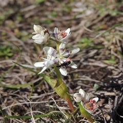 Wurmbea dioica subsp. dioica (Early Nancy) at Tharwa, ACT - 31 Aug 2025 by MichaelBedingfield