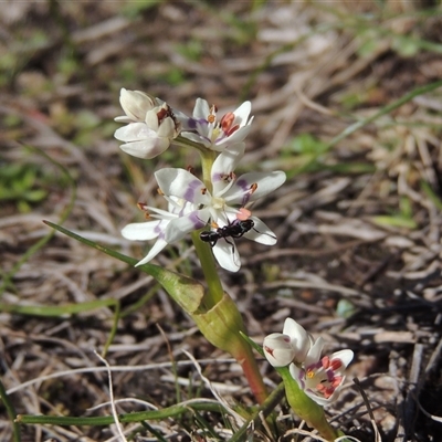 Wurmbea dioica subsp. dioica (Early Nancy) at Tharwa, ACT - 31 Aug 2025 by MichaelBedingfield