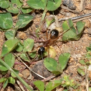 Camponotus consobrinus (Banded sugar ant) at Hawker, ACT - Yesterday by AlisonMilton