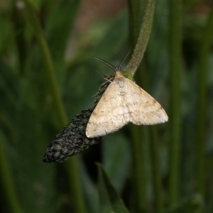 Scopula rubraria at Hawker, ACT - Yesterday by AlisonMilton