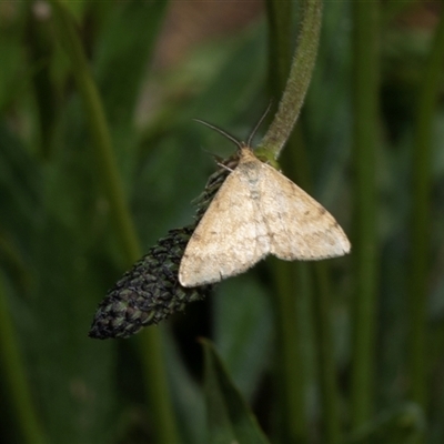 Scopula rubraria (Reddish Wave, Plantain Moth) at Hawker, ACT - 14 Oct 2025 by AlisonMilton