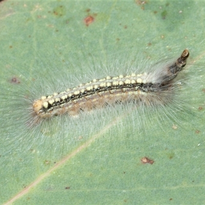 Uraba lugens (Gumleaf Skeletonizer) at Hawker, ACT - 14 Oct 2025 by AlisonMilton
