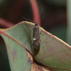 Unverified Concealer moth (Oecophoridae) at Hawker, ACT - Yesterday by AlisonMilton