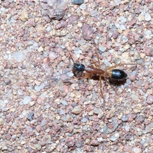 Camponotus consobrinus (Banded sugar ant) at Hawker, ACT - Yesterday by AlisonMilton