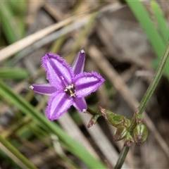 Thysanotus patersonii (Twining Fringe Lily) at Hawker, ACT - 14 Oct 2025 by AlisonMilton