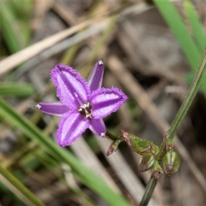 Thysanotus patersonii at Hawker, ACT - Yesterday by AlisonMilton