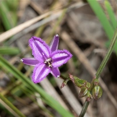 Thysanotus patersonii (Twining Fringe Lily) at Hawker, ACT - 14 Oct 2025 by AlisonMilton