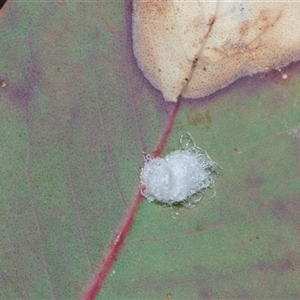 Glycaspis sp. (genus) at Hawker, ACT - Yesterday by AlisonMilton