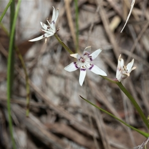 Wurmbea dioica subsp. dioica at Hawker, ACT - Yesterday by AlisonMilton