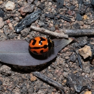 Coccinella transversalis (Transverse Ladybird) at Hawker, ACT - Yesterday by AlisonMilton