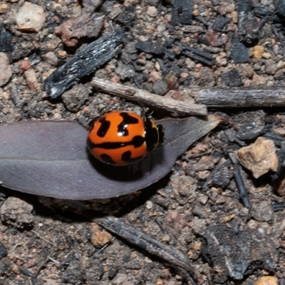 Coccinella transversalis (Transverse Ladybird) at Hawker, ACT - 14 Oct 2025 by AlisonMilton