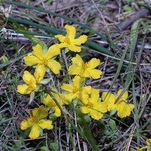 Hibbertia sp. at Hawker, ACT - Yesterday by AlisonMilton