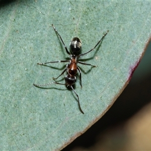 Camponotus sponsorum at Hawker, ACT - Yesterday by AlisonMilton