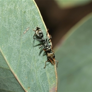 Myrmecia sp., pilosula-group (Jack jumper) at Hawker, ACT - Yesterday by AlisonMilton