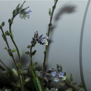 Myosotis discolor at Hawker, ACT - Yesterday by AlisonMilton