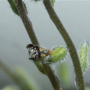 Unverified Other true fly at Hawker, ACT - Yesterday by AlisonMilton