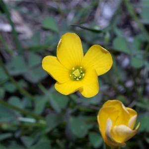 Oxalis (genus) at Hawker, ACT - Yesterday by AlisonMilton