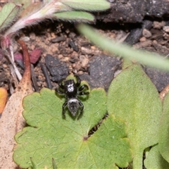 Unverified Jumping or peacock spider (Salticidae) at Hawker, ACT - 14 Oct 2025 by AlisonMilton