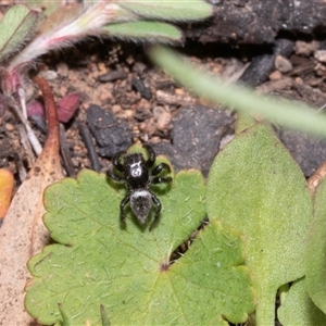 Unverified Jumping or peacock spider (Salticidae) at Hawker, ACT - Yesterday by AlisonMilton