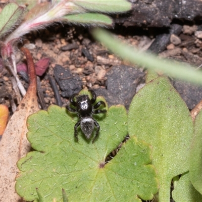 Unverified Jumping or peacock spider (Salticidae) at Hawker, ACT - 14 Oct 2025 by AlisonMilton