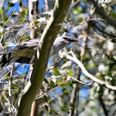 Scythrops novaehollandiae (Channel-billed Cuckoo) at Bargo, NSW - 14 Oct 2025 by Freebird