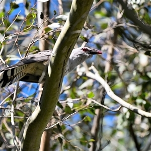 Eudynamys orientalis at Bargo, NSW - Yesterday by Freebird