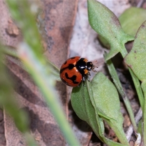 Coccinella transversalis (Transverse Ladybird) at Hawker, ACT - Yesterday by AlisonMilton