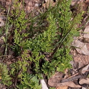 Cheilanthes sieberi at Hawker, ACT - Yesterday by AlisonMilton