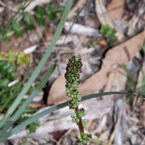 Acaena echinata at Hawker, ACT - Yesterday by AlisonMilton