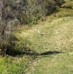 Egretta novaehollandiae (White-faced Heron) at Malua Bay, NSW - 15 Oct 2025 by jks