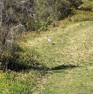 Egretta novaehollandiae (White-faced Heron) at Malua Bay, NSW - Today by jks