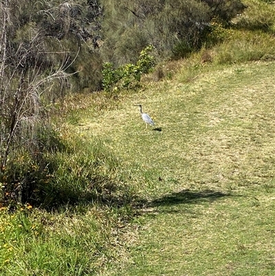 Egretta novaehollandiae (White-faced Heron) at Malua Bay, NSW - 15 Oct 2025 by jks